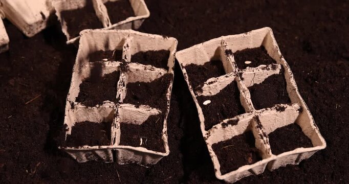 melon seeds and earth-filled cardboard pots for seedlings with fertile soil, white melon seeds and paper disposable cups for seedlings filled with soil mixed with humus and peat
