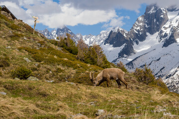 A wild ibex feeds on grassy slopes surrounded by alpine shrubs, with dramatic snow-capped mountains and scattered clouds in the background.