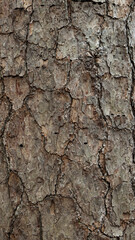 Obraz premium tree bark texture