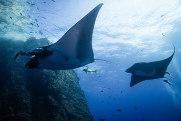 Chevron manta and Black manta (melanistics)  gliding around Roca Partida