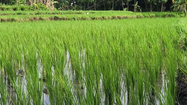 Young rice plants in flooded paddy field, green agriculture scene. Green rice seedlings with water reflection, tropical farming concept. Lush paddy field growth stage, sustainable rural food 