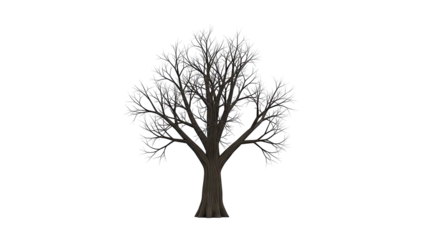 Bare Tree Silhouette