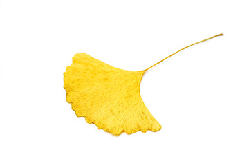 Ginkgo leaf isolate on white background. Golden Ginkgo leaf