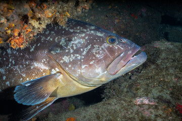 Grouper hiding on the rocks of Laje de Santos, Brazil