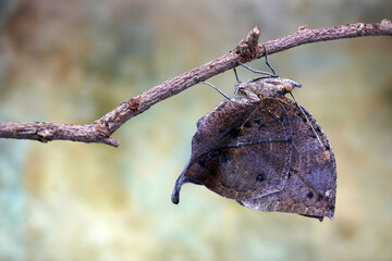 Orange oakleaf butterfly (Kallima inachus) Indian oakleaf or dead leaf butterfly with wings closed, it closely resembles a dry leaf with dark veins and is a commonly cited example of camouflage