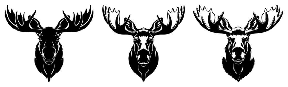 Three variations of a moose head with large antlers front view