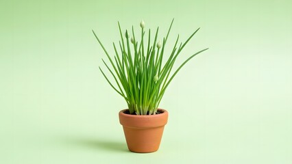 A potted green chives plant stands against a pastel green backdrop, showcasing freshness and vitality. The terracotta pot adds a touch of rustic charm to the scene