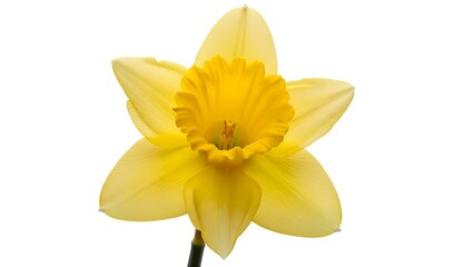 Obraz premium A close-up view of a vibrant yellow daffodil, showcasing its intricate petals and delicate details