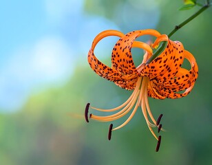 Vibrant tiger lily blooms, boasting orange petals speckled with black, against a soft, colorful bokeh backdrop