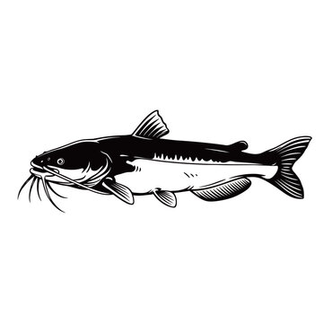 Fresh raw catfish with distinctive whiskers isolated on a white background, highlighting its aquatic features for fishing and culinary concepts
