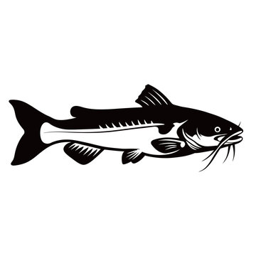 Fresh raw catfish with distinctive whiskers isolated on a white background, highlighting its aquatic features for fishing and culinary concepts