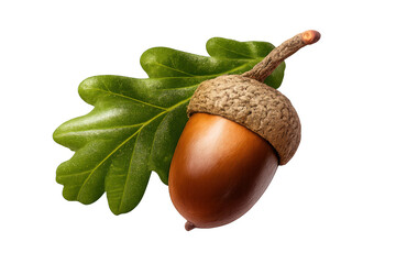 Acorn with green oak leaf on the transparent background symbolizing autumn harvest, nature, and growth