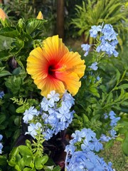 bela flor desabrochada 