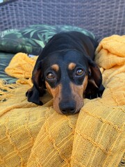 cachorro fofo ra&ccedil;a duchshund relaxa em casa 