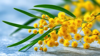 Bright yellow fluffy blossoms rest upon a branch with slender green foliage against a soft blue backdrop