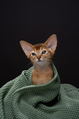cute abyssinian kitten peeking out of a comfortable knitted blanket