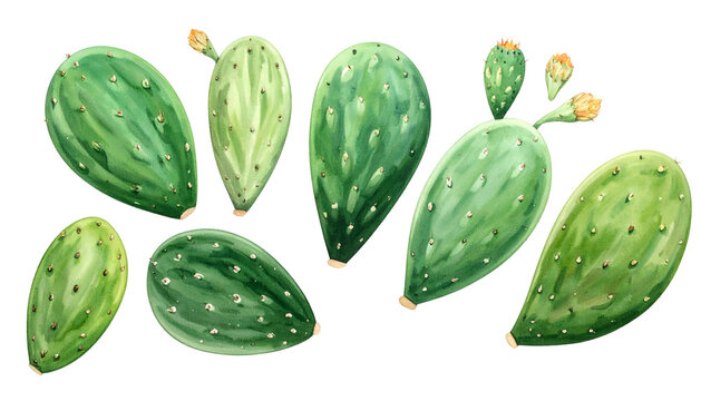 Rendered watercolor illustration of prickly pear cactus pads with buds and blooms on black