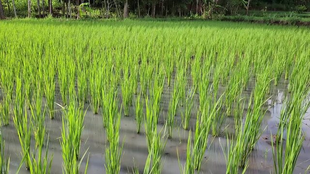 Rice seedlings in flooded paddy field rows with green pattern. Young rice plants growing in shallow water, farming landscape. Wet rice paddy plantation with seedlings and water reflections. 