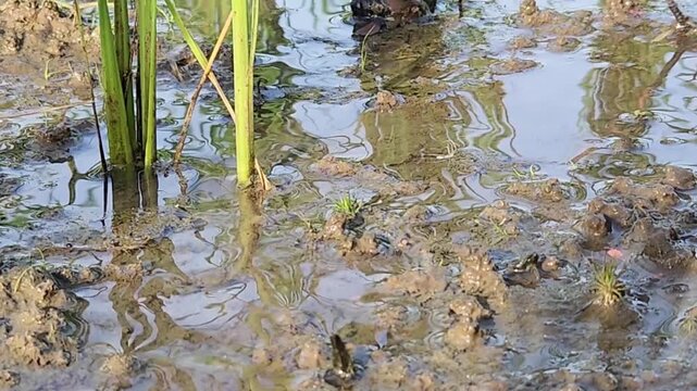 Muddy rice paddy water surface with green stems close up. Rice field puddle with wet soil texture and water ripples. Closeup of flooded paddy ground with rice shoots and mud. Irrigated rice farm 