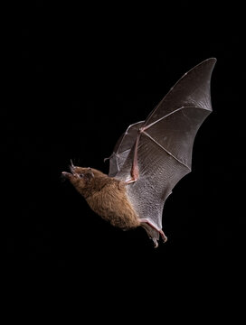 Long-tongued bat 