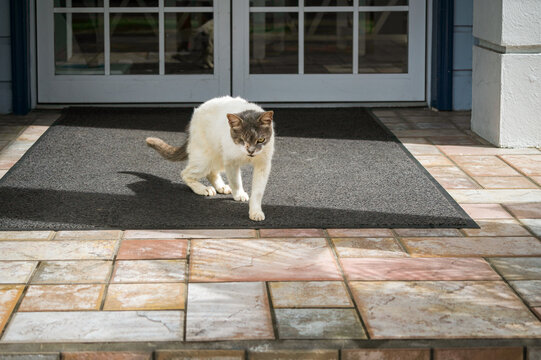 One-eyed cat standing on a doormat in the sun in St. Lucia