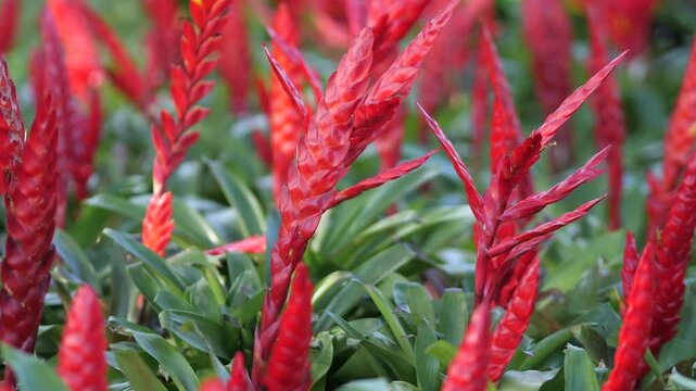 Red Tropical Bromeliad Flowers Blooming in Lush Green Garden, Exotic Botanical Background