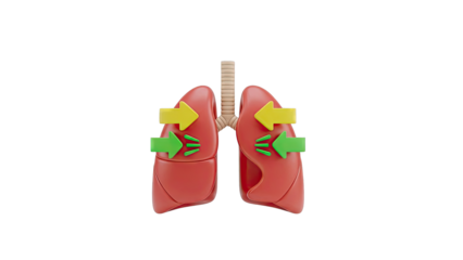 3D Animation of Lungs with Arrows Indicating Airflow