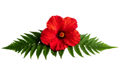 Vivid red flower blossoms with lush green fern fronds on a stark black background