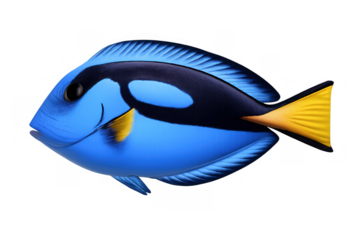 Blue tang surgeonfish swimming, tropical fish species, marine life, underwater fauna, ocean animal, transparent background