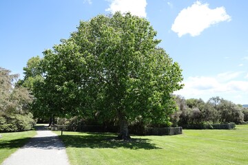 Fototapeta premium Large Green Tree Beside Curving Park Pathway