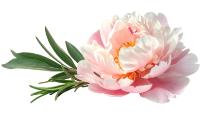 Isolated, soft pink peony blossom with delicate petals & green foliage