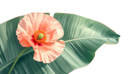 A single coral poppy bloom rests on a large green leaf, isolated on a black background