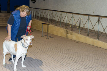 Woman petting dog on leash at night street