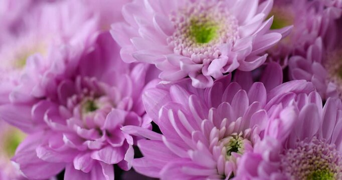 beautiful bush chrysanthemums in large quantities in a bouquet for giving on holidays, a huge bouquet with bright, fresh and fragrant chrysanthemums