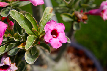 Adenium obesum, Desert rose flowers in full bloom.