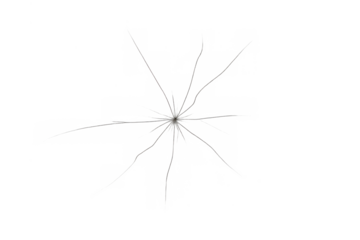 Spider with long thin legs on transparent background, creepy insect macro, arachnid pest isolated element for design