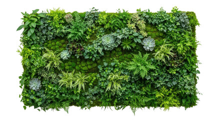 Obraz premium Lush green vertical garden wall with diverse plants and moss image, Isolated On Png Transparent Background