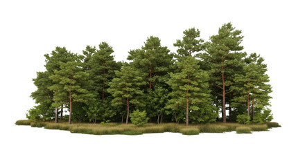 Dense green pine forest with dry grass foreground on black background trees nature, Isolated On Png Transparent Background