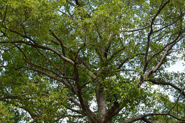  tree with green leaves  and dense branches and leaves in forest