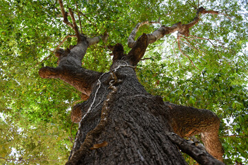  tree with green leaves  and dense branches and leaves in forest