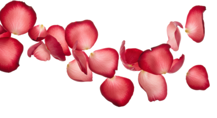 Delicate crimson, blush, and burgundy rose petals with soft gradients, fine veins, and shallow depth of field, arranged in a suspended wave-like formation against a transparent background, concept of