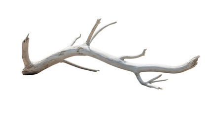 Obraz premium Driftwood branch on black background