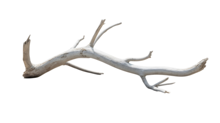 Driftwood branch on black background