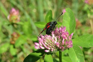 Zygaena butterfly on clover flower in the meadow, closeup