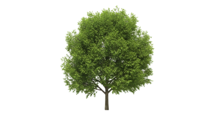 Lush green deciduous tree with detailed leaves and branches isolated on black nature, Isolated On Png Transparent Background