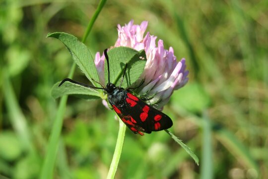 Zygaena butterfly on clover flower in the meadow, closeup
