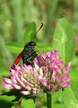 Zygaena butterfly on clover flower in the meadow, closeup