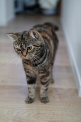 床の上を歩くキジトラ猫の自然な姿