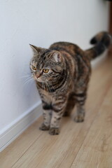 室内を歩くキジトラ猫