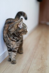廊下で横をむくキジトラ猫のアップ